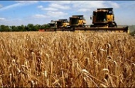 Хозяйства завершили уборку зерновых в Новосибирской области